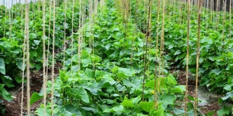 Borba protiv mrava u stakleniku sa krastavcima